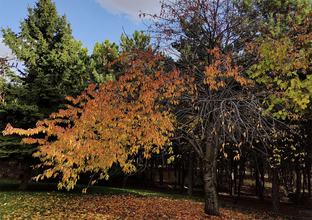 Backyard Homes, Bigger Possibilities: How ADUs Help Buyers and Developers Build Smarter